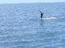 gravity defying dolphin at Kaikoura