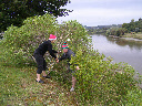 The wood Elves return with golf balls