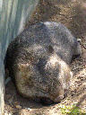 a snoozing wombat in Dubbo Zoo